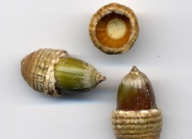 cyclobalanopsis acuta